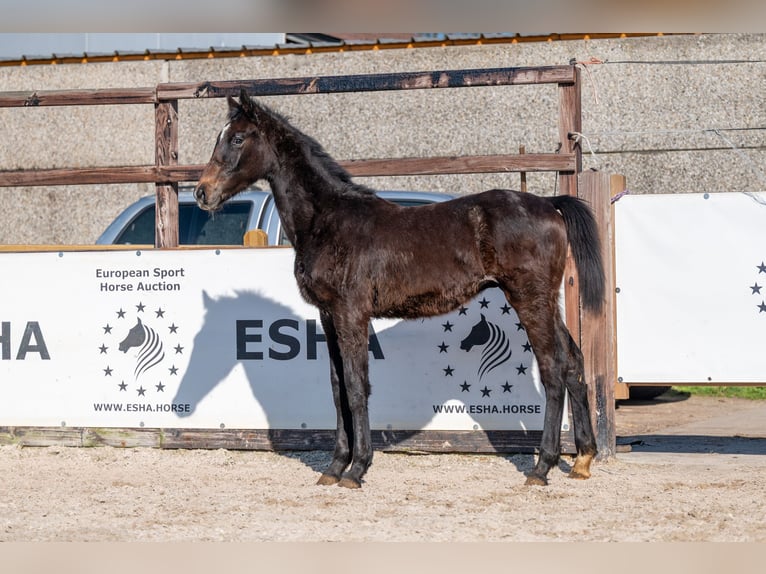 Belgian Warmblood Stallion 1 year  in GROTE-BROGEL