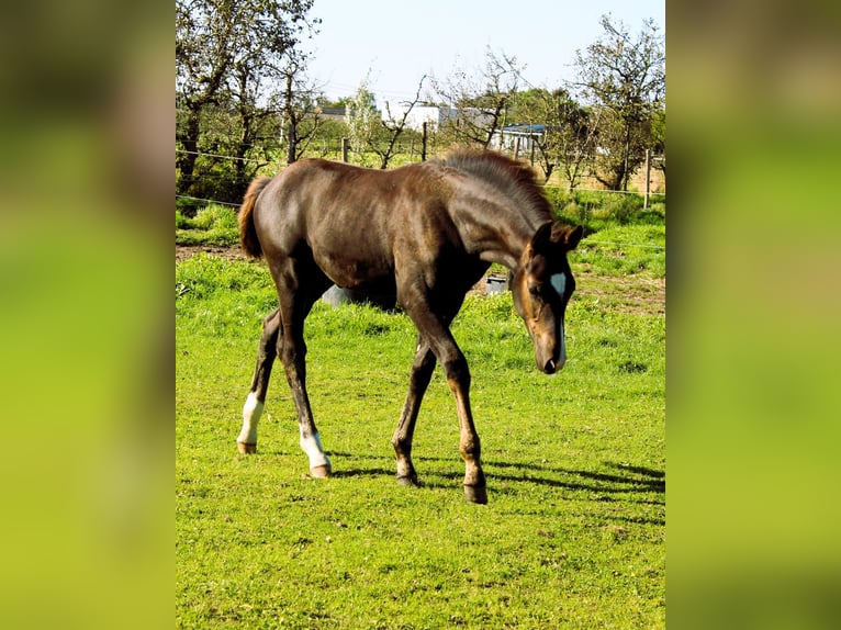 Belgian Warmblood Stallion 1 year Smoky-Black in Ranst