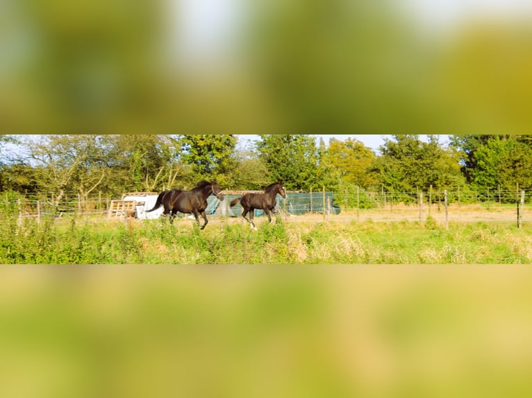 Belgian Warmblood Stallion 1 year Smoky-Black in Ranst