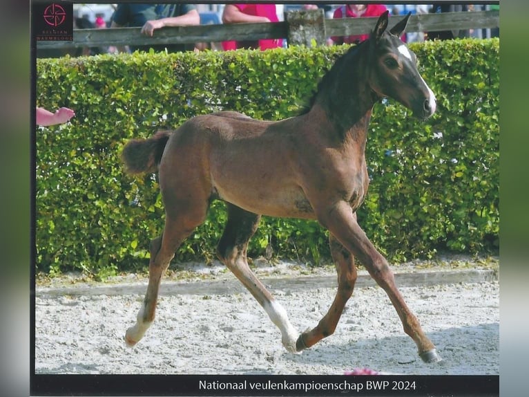 Belgian Warmblood Stallion 1 year Smoky-Black in Ranst