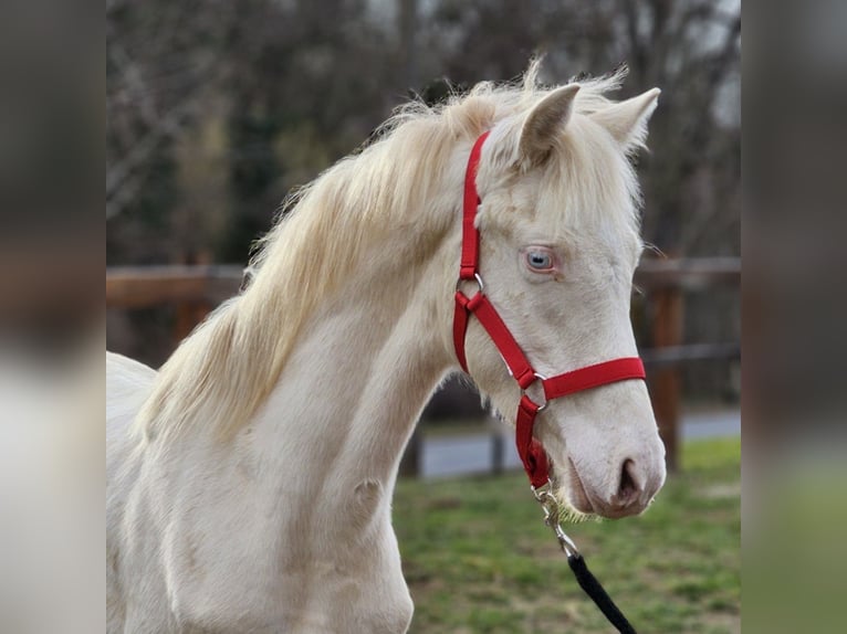 Belgian Warmblood Stallion 2 years 13,1 hh Perlino in Visz