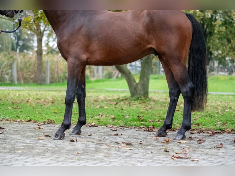 Belgian Warmblood Stallion 2 years 13,3 hh Chestnut in GROTE-BROGEL