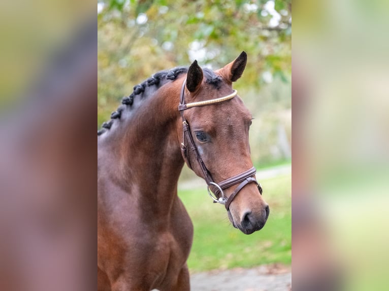 Belgian Warmblood Stallion 2 years 13,3 hh Chestnut in GROTE-BROGEL