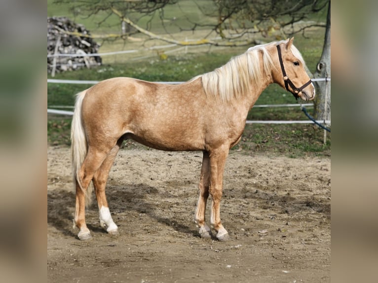 Belgian Warmblood Stallion 2 years 13.3 hh Palomino in Visz