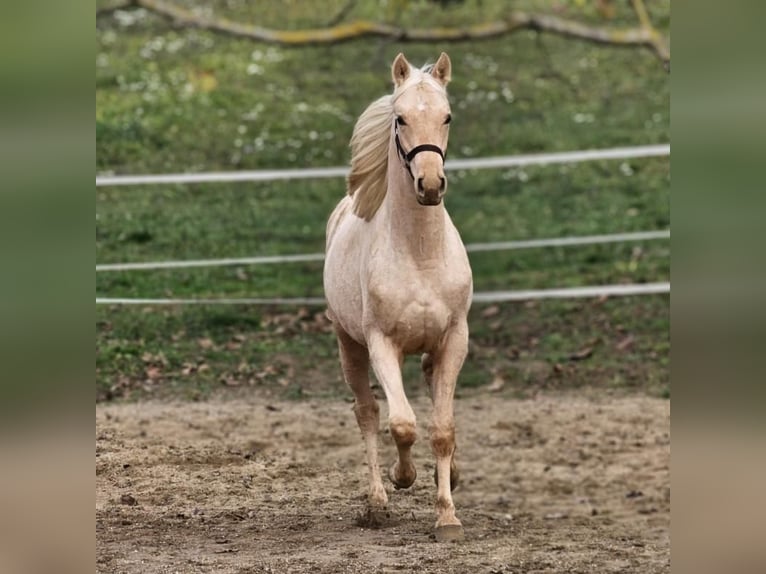 Belgian Warmblood Stallion 2 years 14.1 hh Palomino in VISZ