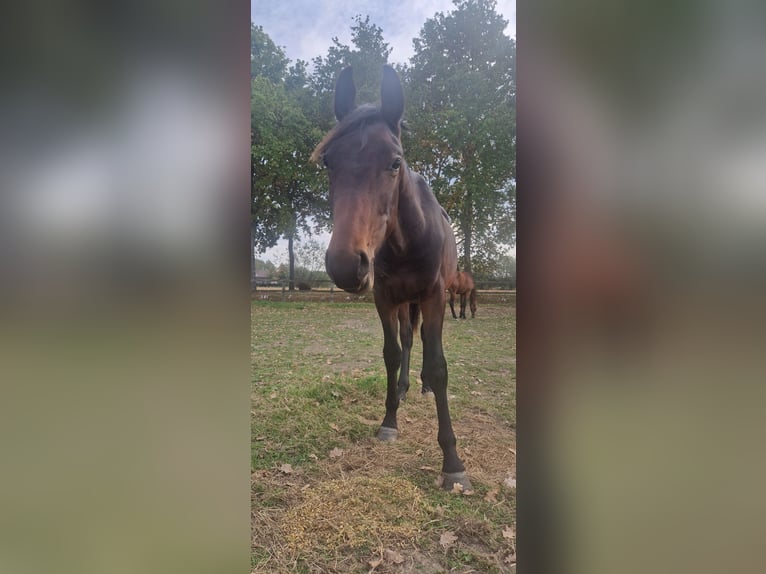 Belgian Warmblood Stallion 2 years 14.2 hh Bay-Dark in Puurs