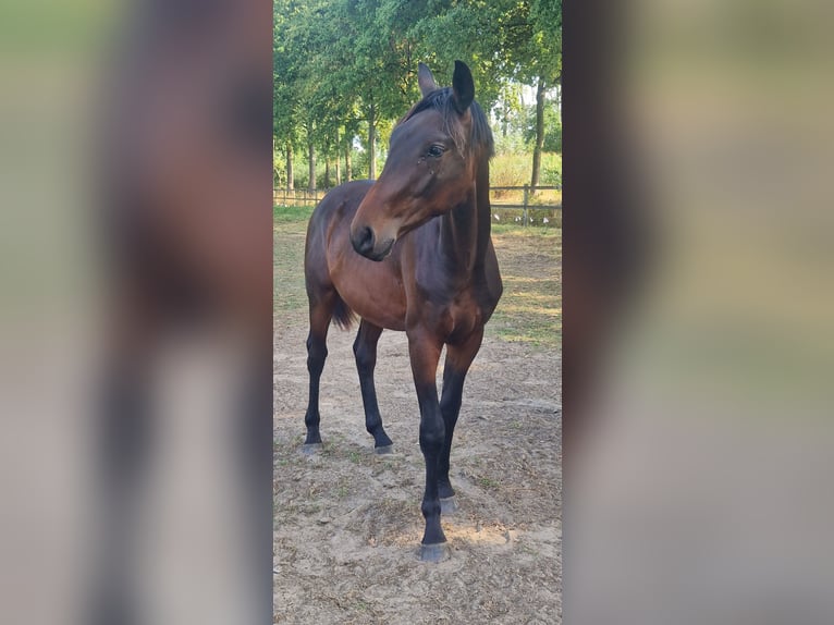 Belgian Warmblood Stallion 2 years 14.2 hh Bay-Dark in Puurs