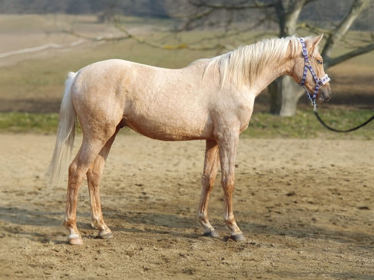 Belgian Warmblood Stallion 2 years 14,2 hh Palomino in vISZ