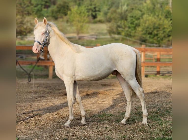Belgian Warmblood Stallion 2 years 14,2 hh Perlino in Visz