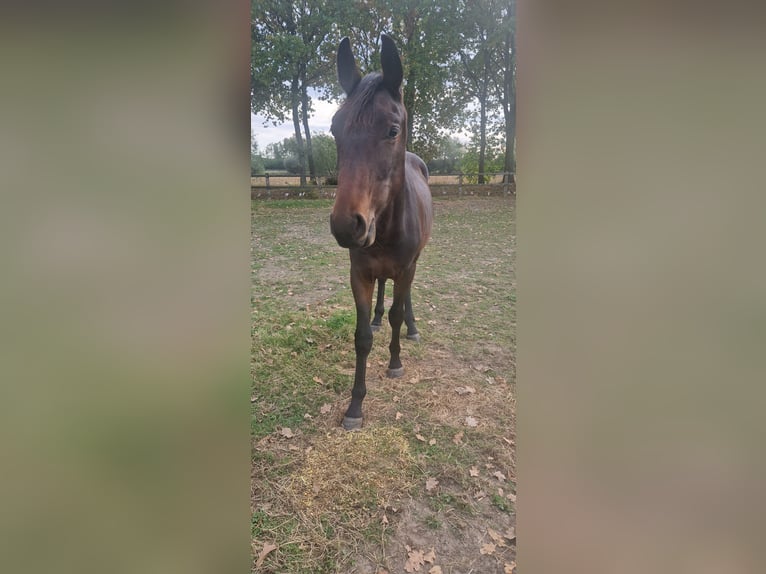 Belgian Warmblood Stallion 2 years 14,2 hh Bay-Dark in Puurs