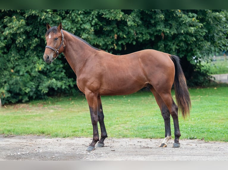 Belgian Warmblood Stallion 2 years 15,1 hh Brown in GROTE-BROGEL