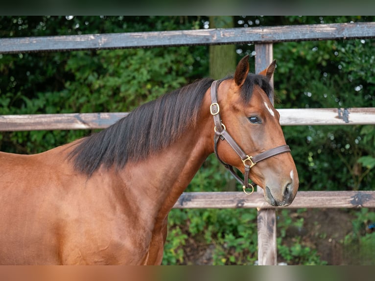 Belgian Warmblood Stallion 2 years 15,1 hh Brown in GROTE-BROGEL