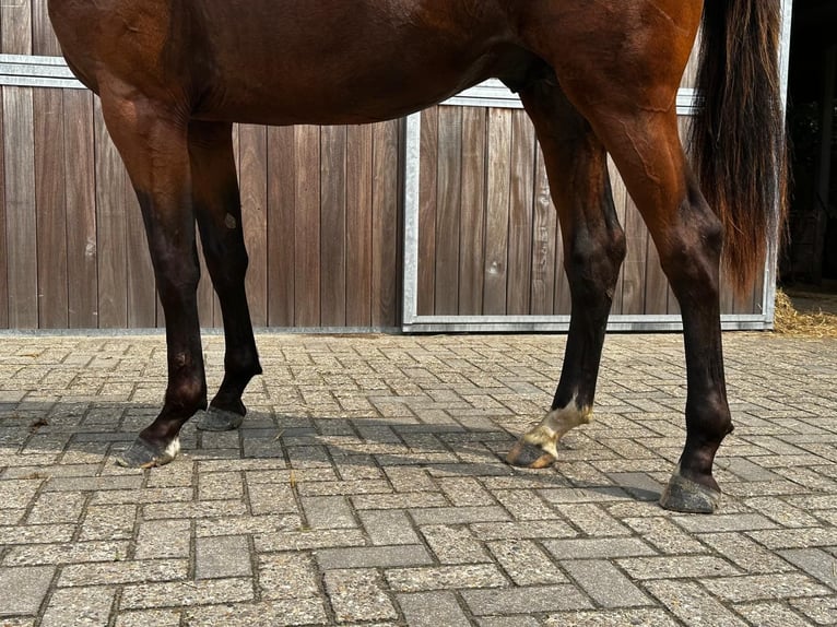 Belgian Warmblood Stallion 2 years 15,1 hh Brown in GROTE-BROGEL