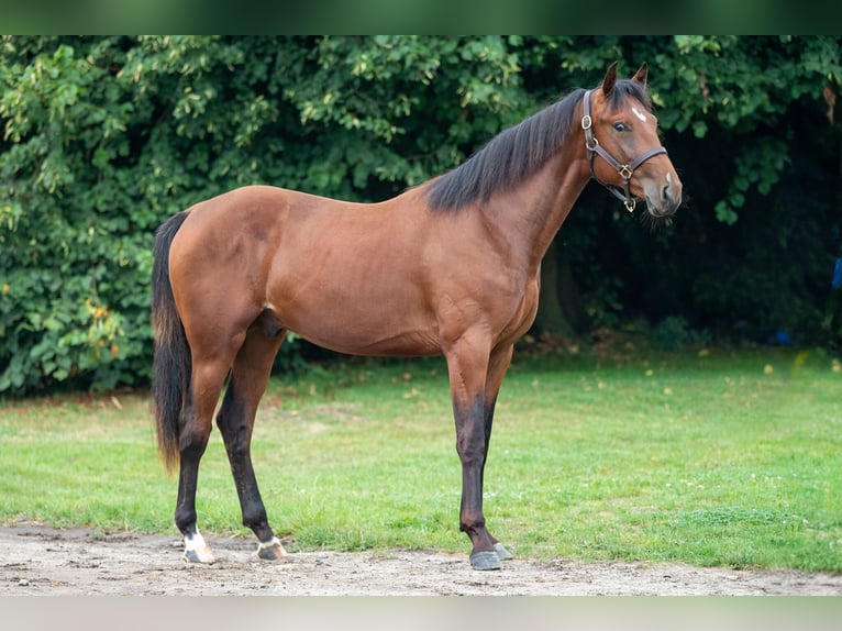 Belgian Warmblood Stallion 2 years 15,1 hh Brown in GROTE-BROGEL