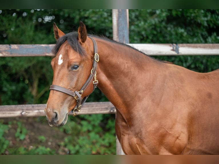 Belgian Warmblood Stallion 2 years 15,1 hh Brown in GROTE-BROGEL