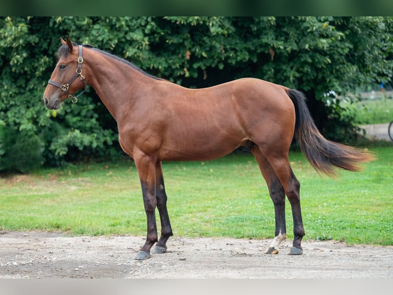 Belgian Warmblood Stallion 2 years 15,1 hh Brown in GROTE-BROGEL