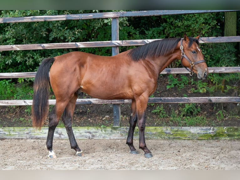 Belgian Warmblood Stallion 2 years 15,1 hh Brown in GROTE-BROGEL