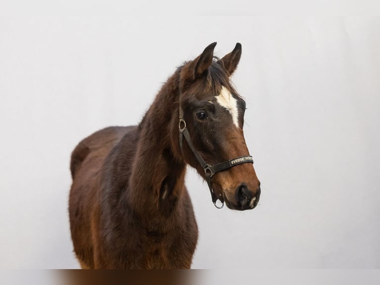 Belgian Warmblood Stallion 2 years 15,2 hh Brown in Waddinxveen