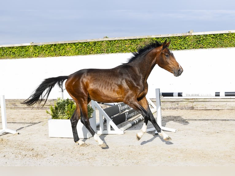 Belgian Warmblood Stallion 2 years 15.2 hh Brown in Waddinxveen