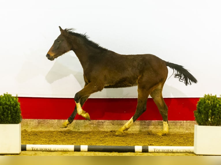 Belgian Warmblood Stallion 2 years 15,2 hh Brown in Waddinxveen