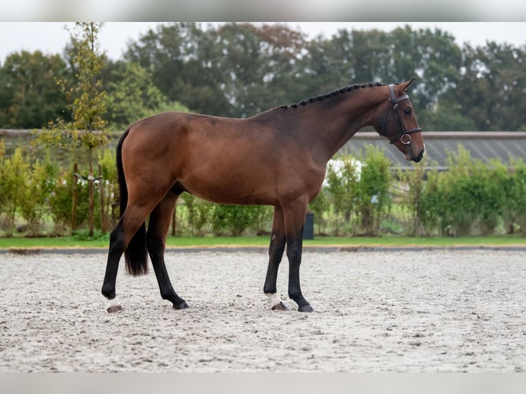 Belgian Warmblood Stallion 2 years 15,3 hh Bay-Dark in Bladel