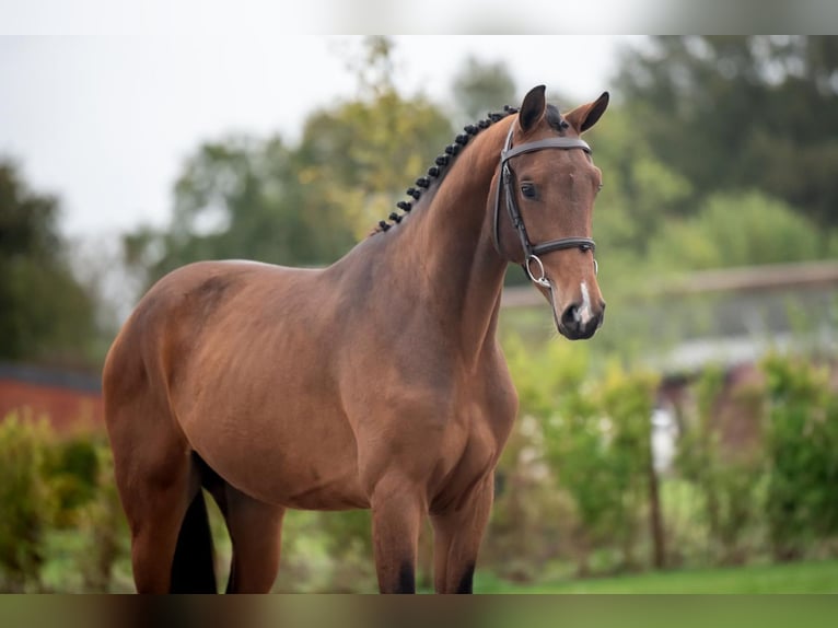 Belgian Warmblood Stallion 2 years 15,3 hh Bay-Dark in Bladel