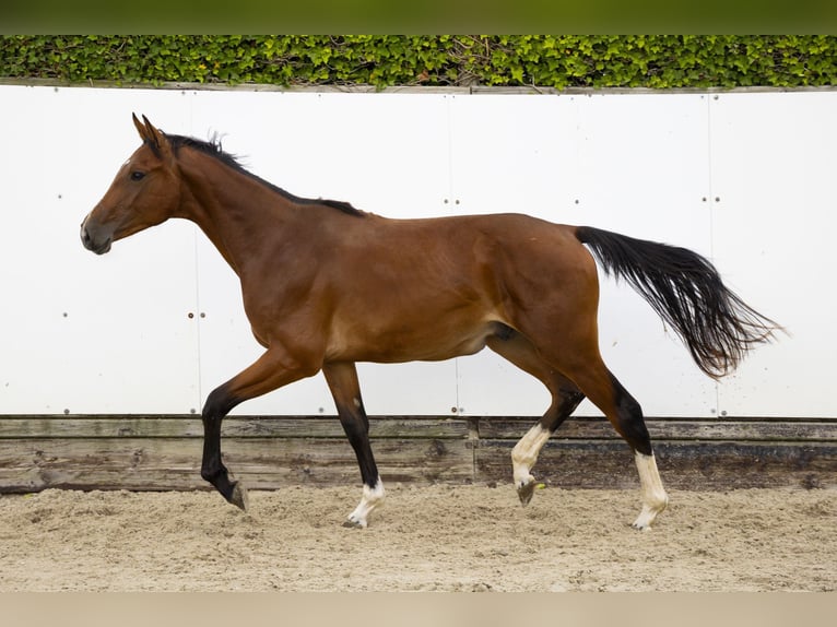 Belgian Warmblood Stallion 2 years 15 hh Brown in Waddinxveen