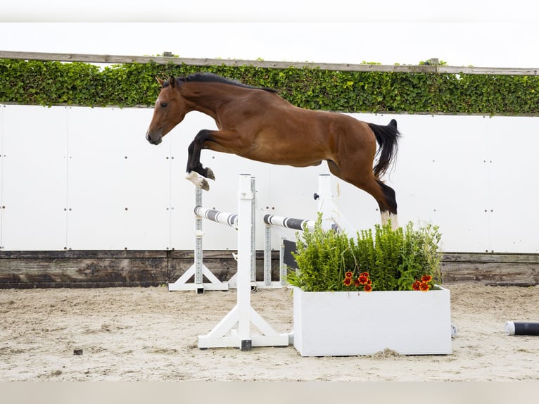 Belgian Warmblood Stallion 2 years 15 hh Brown in Waddinxveen