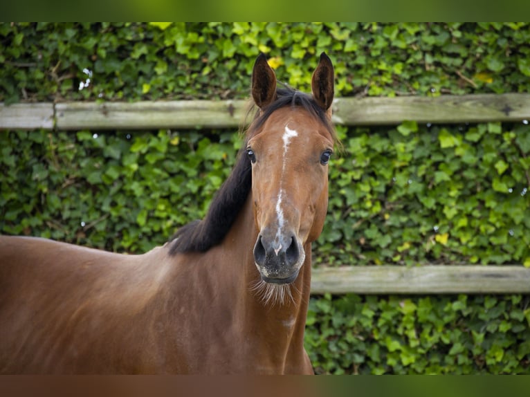Belgian Warmblood Stallion 2 years 15 hh Brown in Waddinxveen
