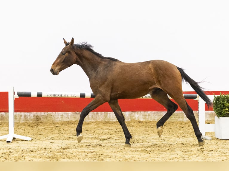 Belgian Warmblood Stallion 2 years 15 hh  in Waddinxveen