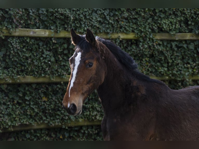 Belgian Warmblood Stallion 2 years 15,2 hh Brown in Waddinxveen