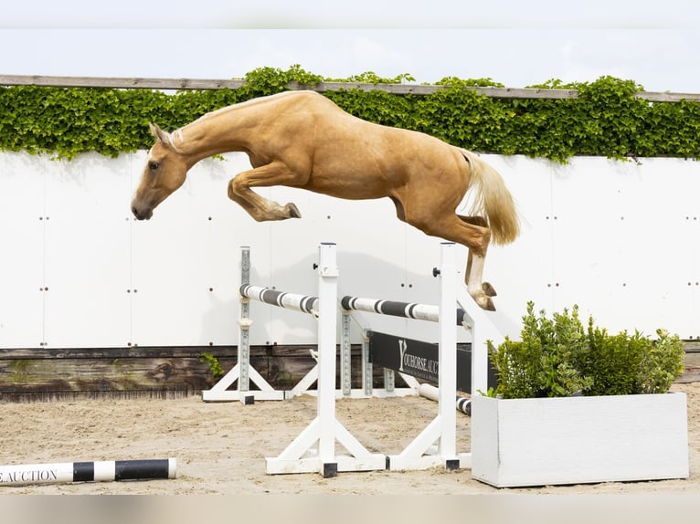 Belgian Warmblood Stallion 2 years 15,2 hh Palomino in Waddinxveen