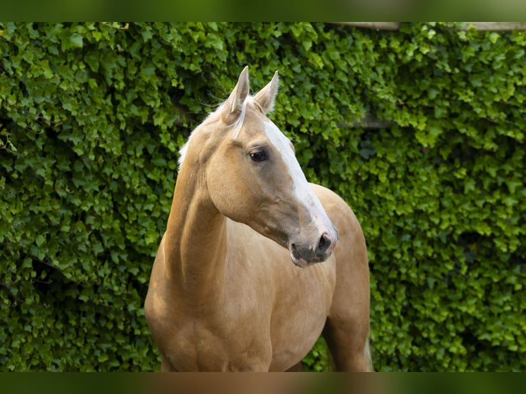 Belgian Warmblood Stallion 2 years 15,2 hh Palomino in Waddinxveen