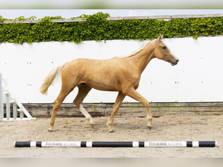 Belgian Warmblood Stallion 2 years 15,2 hh Palomino in Waddinxveen