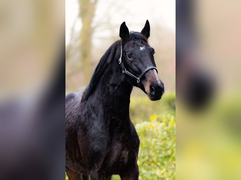 Belgian Warmblood Stallion 2 years 16 hh Bay-Dark in Schüttorf