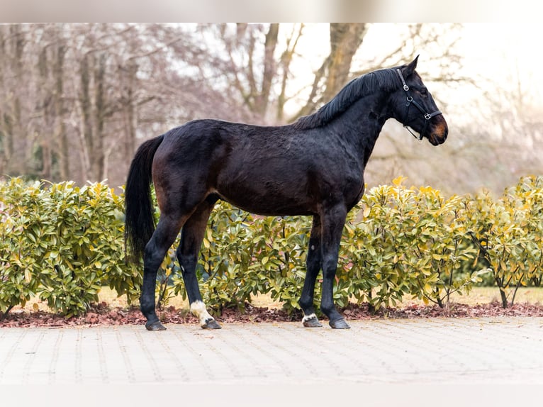 Belgian Warmblood Stallion 2 years 16 hh Bay-Dark in Schüttorf