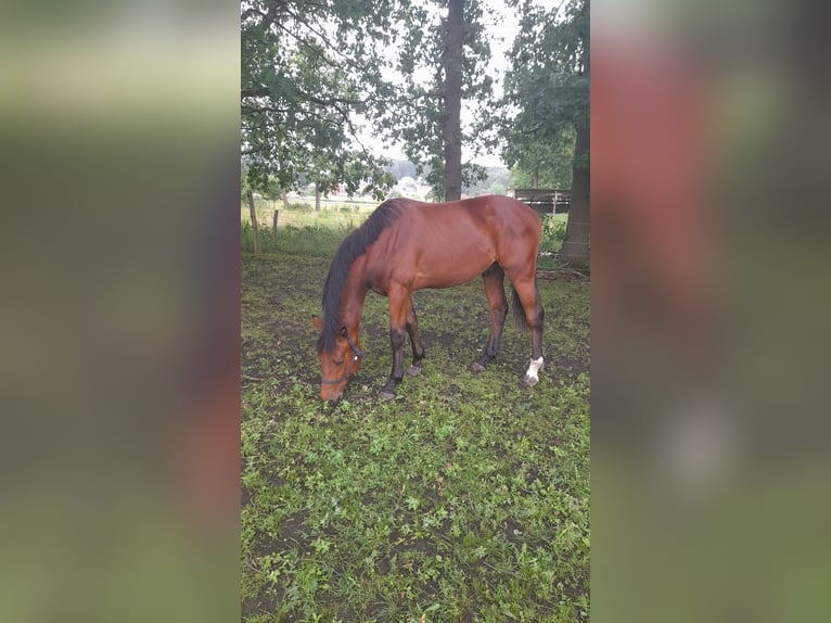 Belgian Warmblood Stallion 2 years 16 hh Brown in schaffen