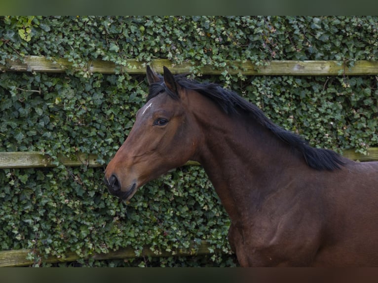 Belgian Warmblood Stallion 2 years 16 hh Brown in Waddinxveen