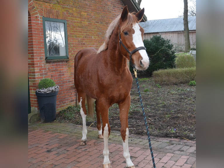 Belgian Warmblood Stallion 2 years 16 hh Chestnut-Red in Wildeshausen