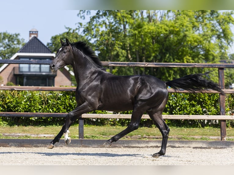 Belgian Warmblood Stallion 2 years 16 hh Smoky-Black in Waddinxveen