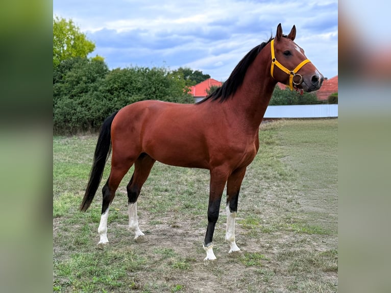 Belgian Warmblood Stallion 2 years 16,1 hh Brown in Bekes
