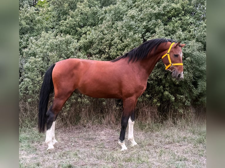 Belgian Warmblood Stallion 2 years 16,1 hh Brown in Bekes