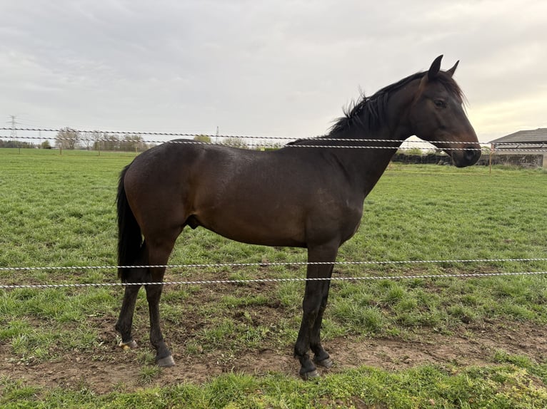 Belgian Warmblood Stallion 2 years Bay-Dark in Zemst