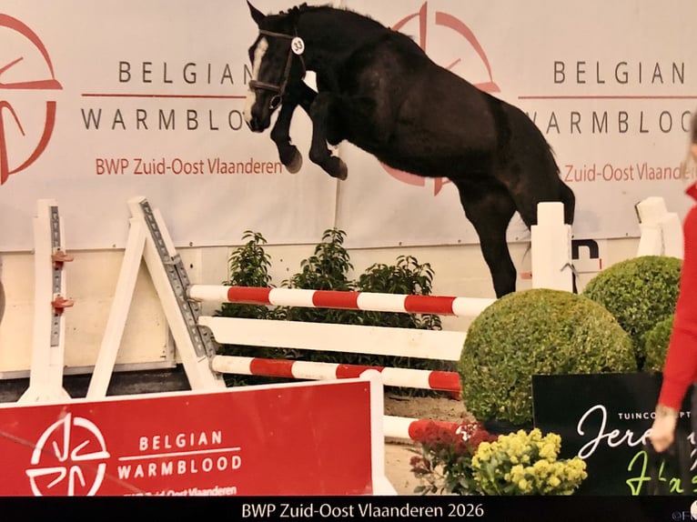 Belgian Warmblood Stallion 2 years Black in Sint-Jan-In-Eremo