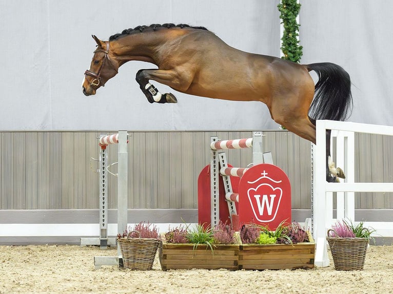 Belgian Warmblood Stallion 2 years Brown in Münster-Handorf