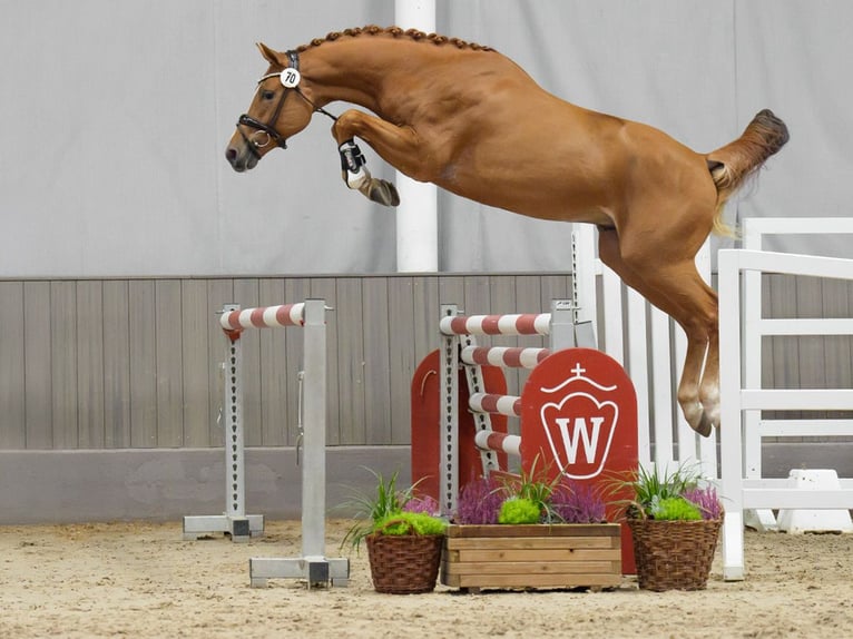 Belgian Warmblood Stallion 2 years Chestnut-Red in Münster-Handorf