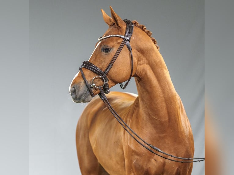 Belgian Warmblood Stallion 2 years Chestnut-Red in Münster-Handorf