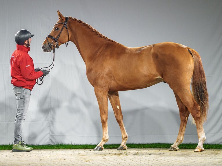 Belgian Warmblood Stallion 2 years Chestnut-Red in Münster-Handorf