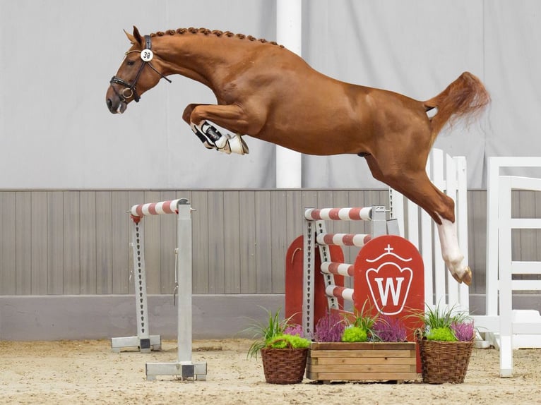 Belgian Warmblood Stallion 2 years Chestnut-Red in Münster-Handorf