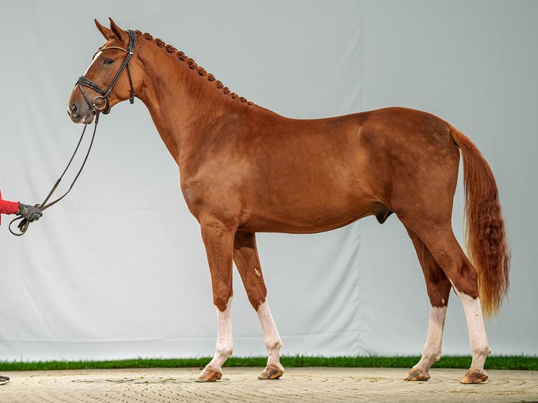 Belgian Warmblood Stallion 2 years Chestnut-Red in Münster-Handorf